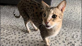 F2 Savannah Cats Kumba And Taj Give The Most Adorable Welcome Home. Purrs, Meows, And Headbutts