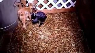 Secret Greenhouse of Survival   Raising Baby Goats