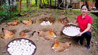 How to harvest giant chicken eggs to sell at the market | cooking | Minh Daily Harvesting