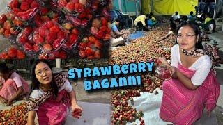 Strawberry bagan ah ses dinwi || Gwdwi gwthao strawberry  @TheBoroRider