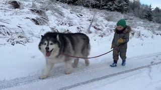 Adorable Baby Boy Walks His Winter Wolf! (Cutest Ever!!)