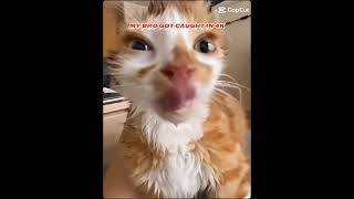 GeRaLd WhAt DiD I Say no dRiNkInG milk.      #likeandsubscribe #funny #memes #viral #everyone #cat