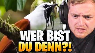 Trymacs und der ALIEN-VOGEL! - Unusual MEMES REAKTION  | Trymacs Stream Highlights