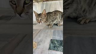 cat cat sound | cat aawaz | cat aawaj | billi ki aawaz | billi aawaj | billi sound |billi |#shorts