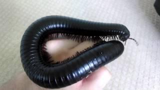 Pet Giant African Millipede