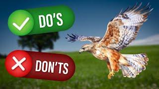 Dos and Don'ts when flying your bird of prey free | Falconry Advice