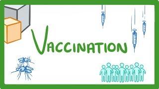 GCSE Biology - What Are Vaccines? Are They Safe? How Do They Work? Vaccines Explained #39