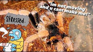 Even expensive TARANTULAs can be so STUBBORN !!