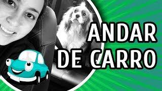 COMO VIAJAR DE CARRO COM SEU CACHORRO