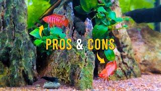 Why Scarlet Badis Are The PERFECT Nano Fish For Small Aquariums!