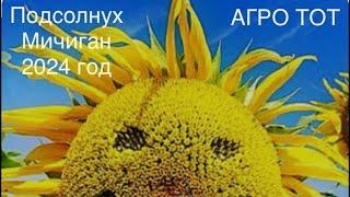 Подсолнух Мичиган Сингента обзор 2024 АГРО ТОТ