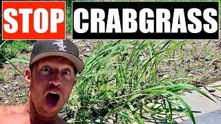 STOP CRABGRASS from taking over YOUR LAWN