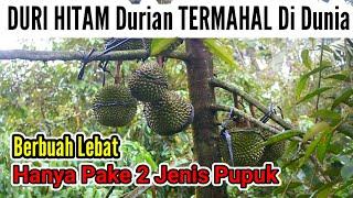 Durian Duri Hitam // Hanya Pake Dua Pupuk Berbuah Lebat // Durian Termahal