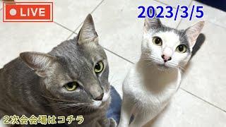 【ねこぱんちParaguay】南米の16匹の猫達と生配信！ライブ2023/3/5(日）LIVE