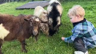 Adorable Baby Boy Introduces His Golden Retriever To Goats! (Cutest Ever!!)