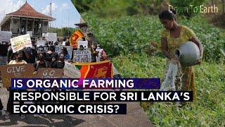 Is organic farming responsible for Sri Lanka's economic crisis?