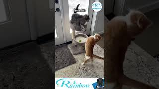 #funnyvideo #funny #funnyvideos #memes #funnymemes#cat #catfunnyvideo