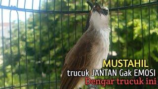 Trucuk BETINA memanggil Jantan Suara Birahi Ngecuplik 100% pancingan trucukan gacor agar BUNYI EMOSI