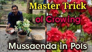 Grow Mussaenda in Pots using this Master Trick