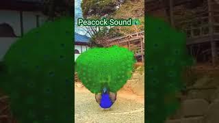 Peacock Sound | PEACOCK #shorts