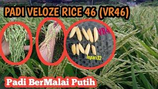 PADI VR46 ( VELOZE RICE 46 ) PADI SI MALAI PUTIH & GABAH BESAR ( WA 089626559302)