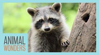 Raccoons: Cute or Deadly?