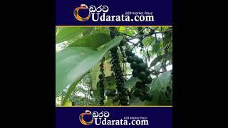 Black pepper Plant Sri Lanka #shorts