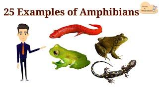 25 Examples of Amphibians || List of Amphibians with Picture