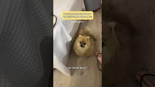 Ее дед был Шерлок Помс #минишпиц #собака #pets #pomeranian #смешноевидео #шпиц #собаки