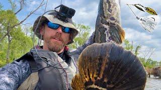 Spinnerbait CRUSHING Snakehead: VKAE Snakehead Trail Stop #2 Rappahannock River; VA Fishing Tips