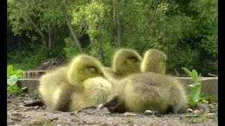 Canada Geese Goslings