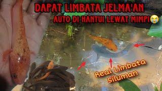 Mitosnya Orang Jawa jika dapat Channa Limbata seperti ini pasti di Hantui lewat mimpi!!!