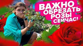 КАК ОБРЕЗАТЬ РОЗЫ В ИЮЛЕ?!