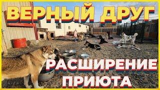 Приют для бездомных животных, спасение собак в Якутии