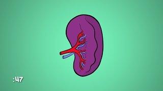 What Is a Spleen and What Does it Do? | WebMD