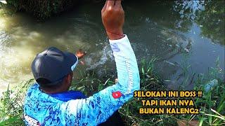 GERAK CEPAT !! Kita pancingi lagi selokan kecil Yang ikan nya besar2