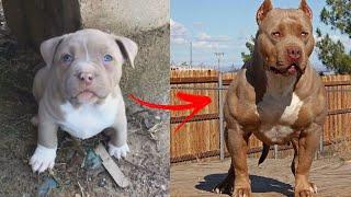 I'm a Big Kid Now Cute Baby Animals to Adult  Dogs Glow Up Compilation