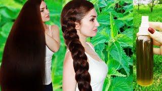 NETTLE - HAIR GROWTH AND STOP HAIR LOSS. NATURAL HAIR CARE️