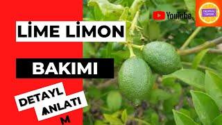 LİME limon bakımı-lime limon kaç kg meyve verir? #tropikaltoprakalanya  #limelimon