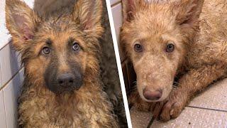 Heartwarming Rescue: German Shepherd Puppies Saved from Neglectful Breeders