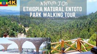 እንጦጦ ፓርክ ሙሉ ጉብኝት Relaxing Entoto Park Full Walking Tour ( Natural park in Addis Ababa, Ethiopia)