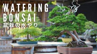 How to Water Your Bonsai, Part One | Bonsai-U