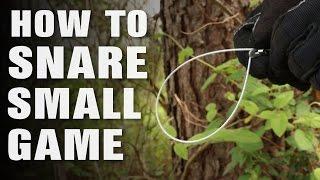 How To Snare Small Game
