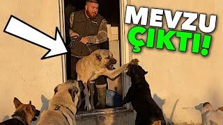 KANGAL ASYA VE Rottweiler MARLA BİRBİRİNE DÜŞMAN OLDU!