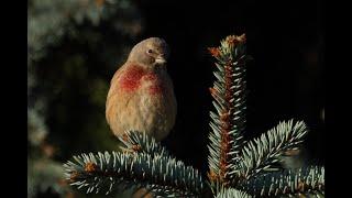 Bluthänflinge - Eurasian Linnet -  Linaria cannabina