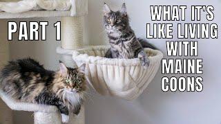 What It's Like Living with Maine Coons (Part 1)