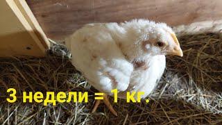 3 недели = 1 кг. Вес цыпленка бройлера.