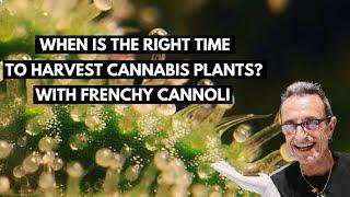 When Is The Right Time To Harvest Cannabis Plants? Advice From Frenchy Cannoli