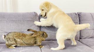 Giant Rabbit Attacks Golden Retriever Puppy