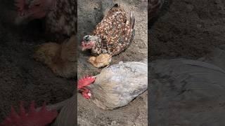 Rooster and hen with chicks playing in the dust